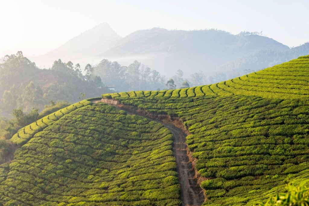 Madurai to Munnar Tour Packages